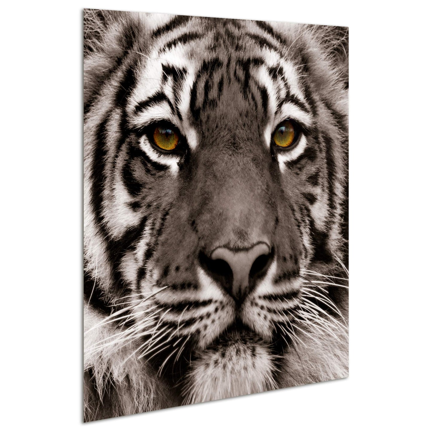 King of the Jungle Glass Wall Art