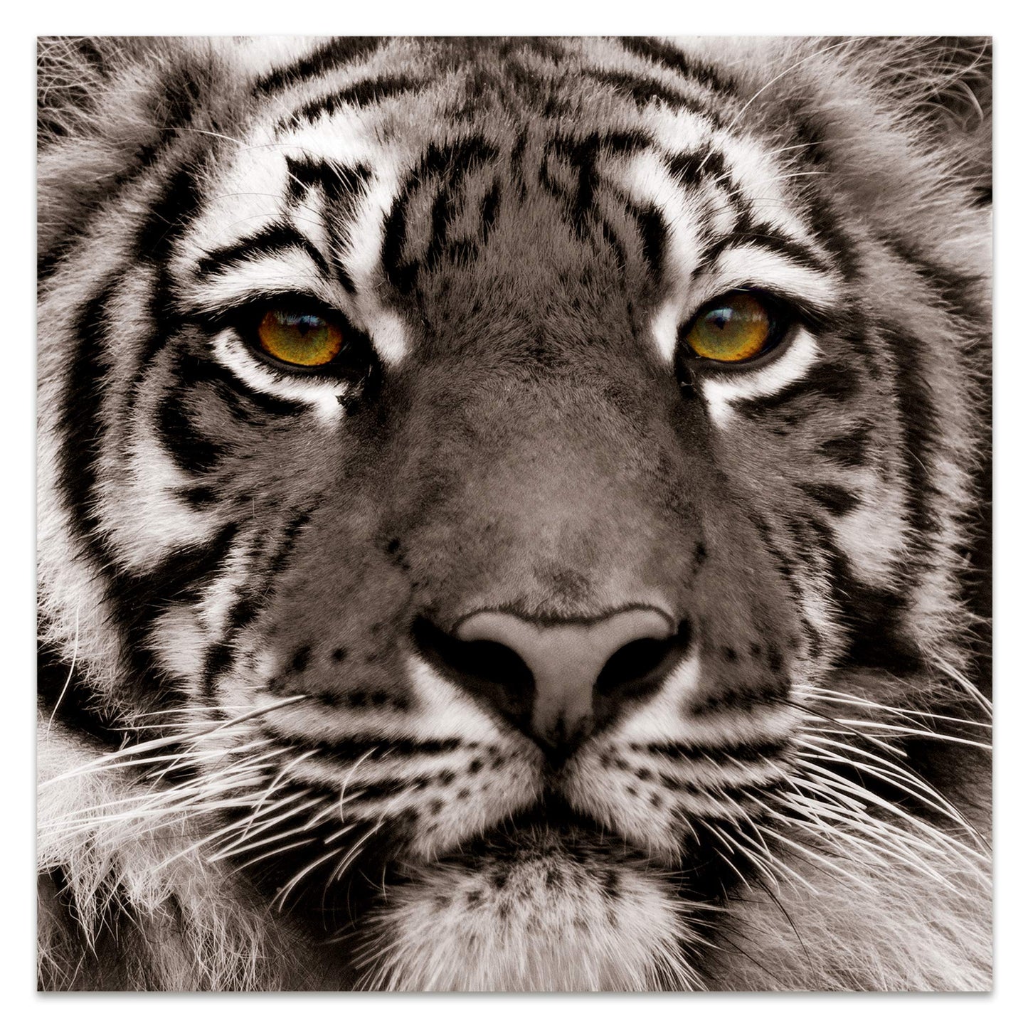 King of the Jungle Glass Wall Art