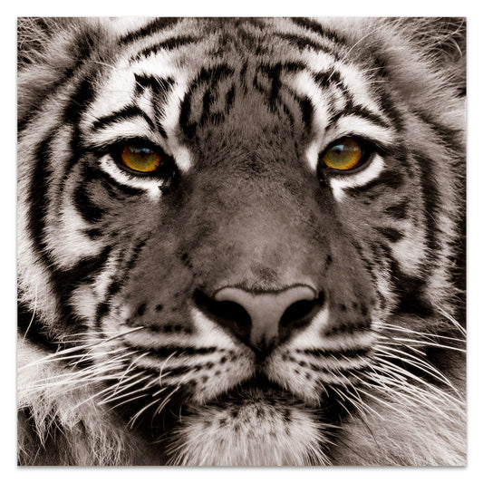 King of the Jungle Glass Wall Art
