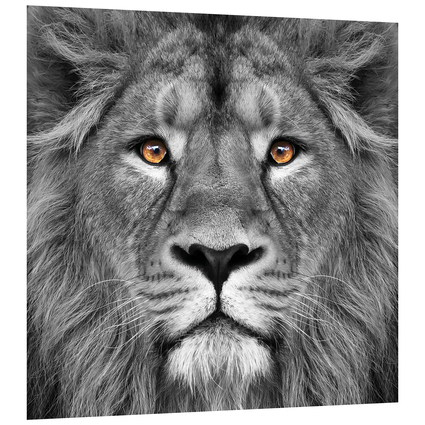 King of the Jungle Glass Wall Art