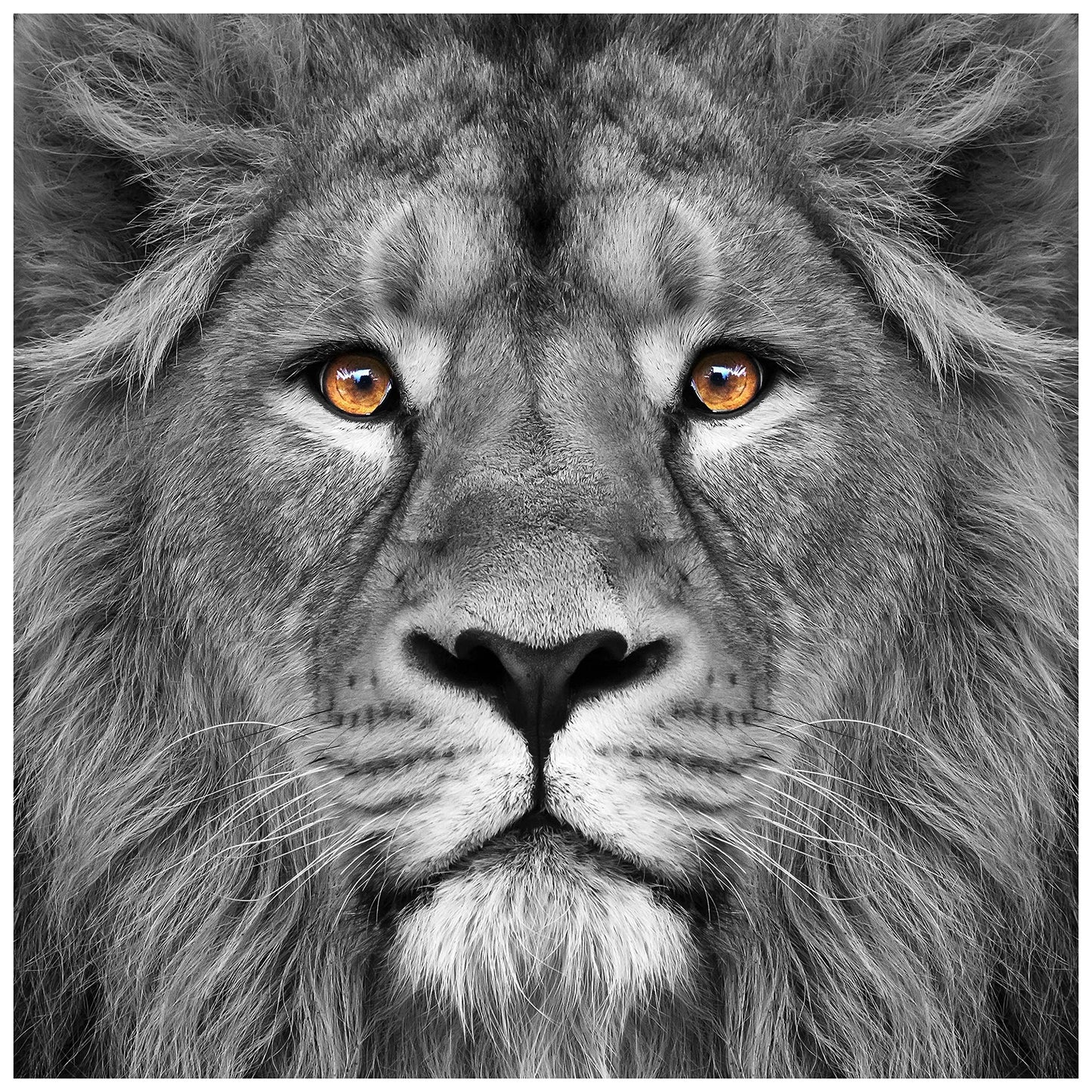 King of the Jungle Glass Wall Art